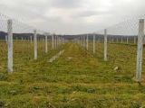 TEKİRDAĞ MURATLI BALABANLI DA 266m2 