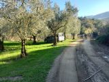 BURSA İZNİK DERBENT'TE 2.266 M2 YOL-SU ELEKTRİK SORUNU OLMAYAN TEK TAPU SATILIK ZEYTİNLİK 
