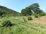 BURSA OSMANGAZİ GÜNEYBUDAKLAR'DA TEL ÖRGÜ İLE ÇEVRİLİ 1.897 M2 TEK TAPU SATILIK CEVİZ BAHÇESİ