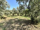 Gemlik umurbey acısular mevkii 2500 m2 