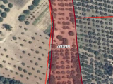  BURSA OSMANGAZİ ALAŞAR'DA 8.448 M2 YERLEŞİM YERİNİN DİBİ İMARA YAKIN TEK TAPU SATILIK TARLA