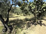 Gemlik umurbey asfalta cephe. 1389 m2 hobi bahçesi 