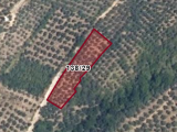  BURSA ORHANGAZİ DUTLUCA'DA KÖYE 250 MT. GÖLE 1.3 KM MESAFEDE 1.333 M² YOLA CEPHE TEK TAPU ZEYTİNLİK