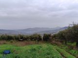 Bursa Osmangazi Dürdane Mah yatırımlık 1380 m2 satılık zeytinlik