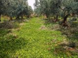 BURSA GEMLİK NARLI'DA TURİSTİK YERDE 908 M2 DENİZ MANZARALI YOLU VE SUYU OLAN SATILIK ZEYTİNLİK