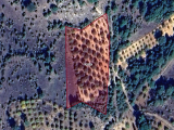 BURSA KELES ISIZÖREN'DE 5.324 M2 150 KİRAZ VE 150 CEVİZ AĞACI OLAN TEK TAPU TARLA